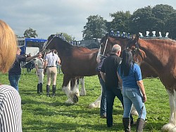 Clydesdale Horses at Garvagh Clydesdale Show & Vintage Rally and Road Run 2023