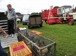 Chicken at Newtowncrommelin Vintage Rally