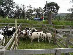 Goats in pen at Newtowncrommelin Vintage Rally